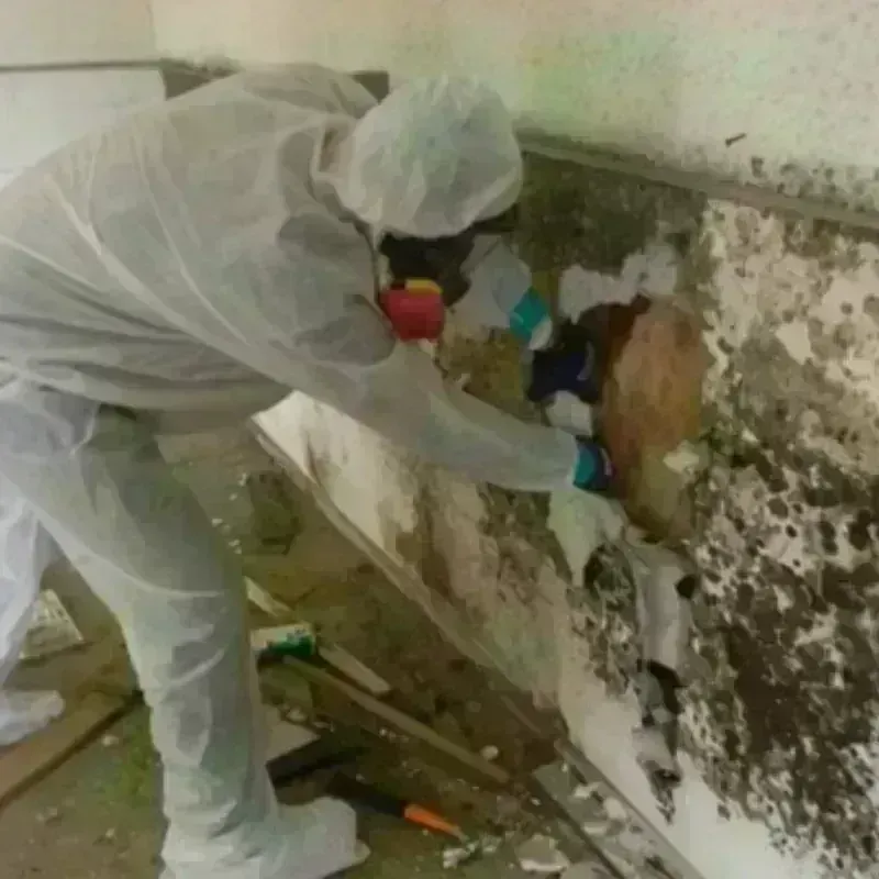 Mold Remediation and Removal in Riverside, CA